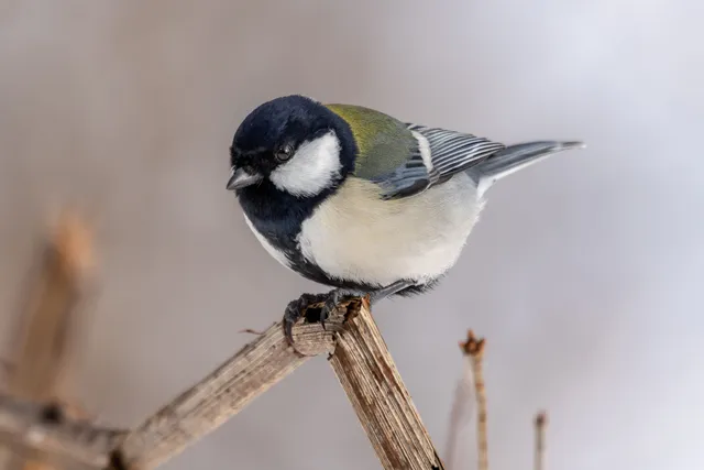 野鳥の写真