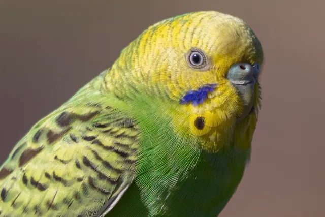 Species Image