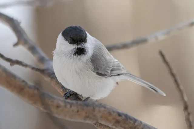 野鳥の写真