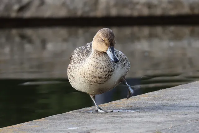 Species Image