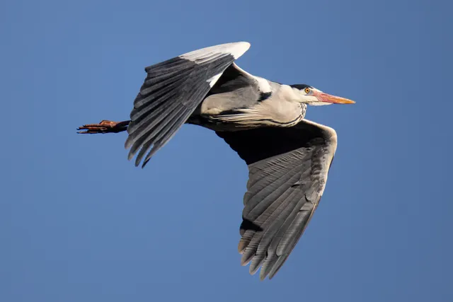 Species Image