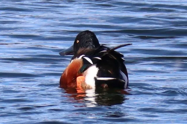 Species Image