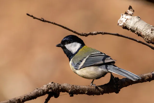 Species Image