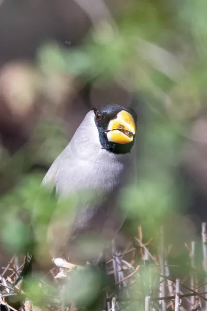 Species Image