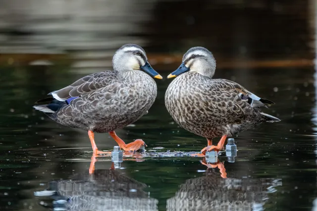 Species Image