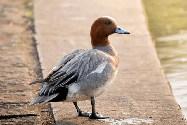 Species Image