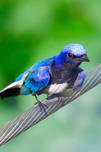 Species Image