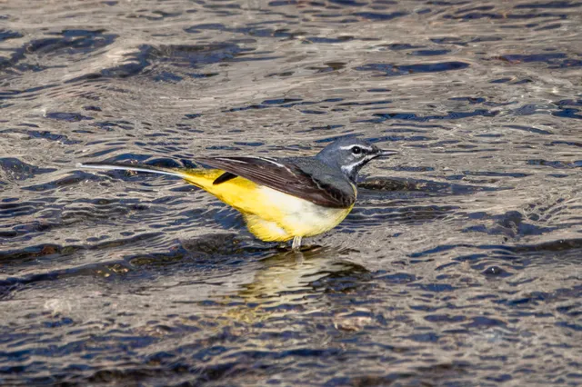 Species Image