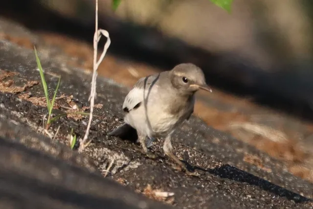Species Image
