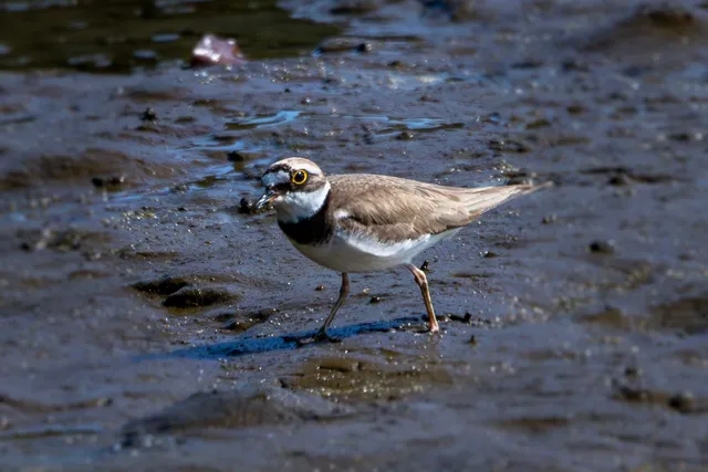 Species Image