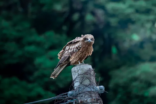 Species Image