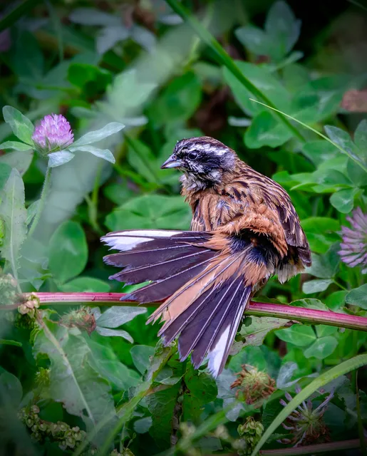 Species Image