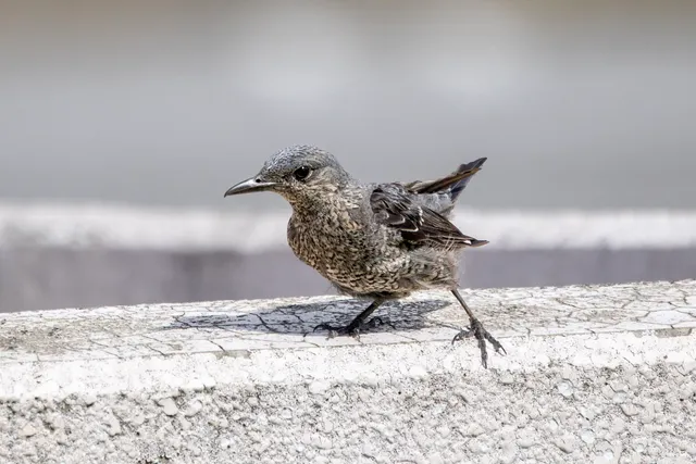Species Image