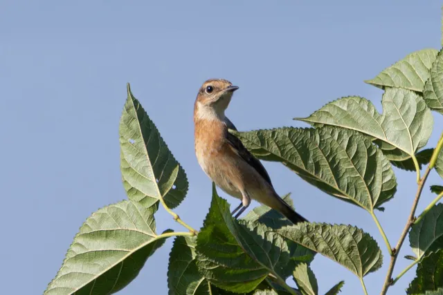 Species Image