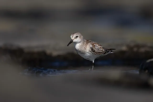 Species Image
