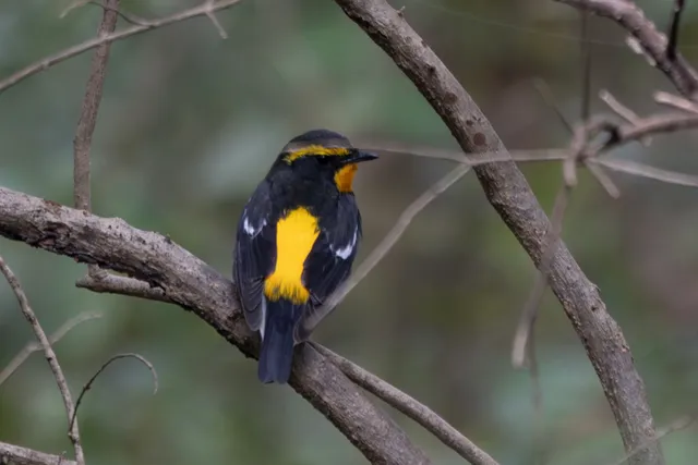 Species Image