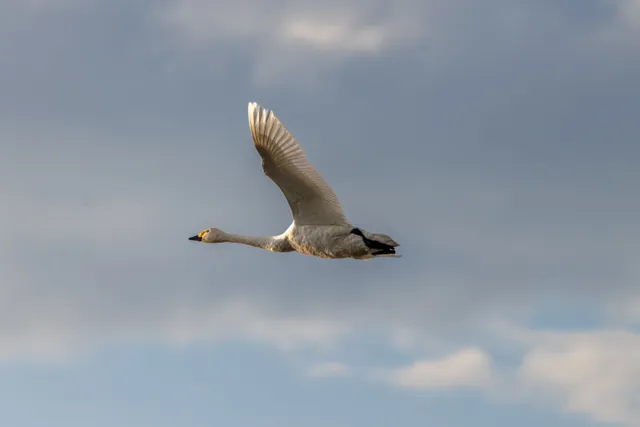 Species Image