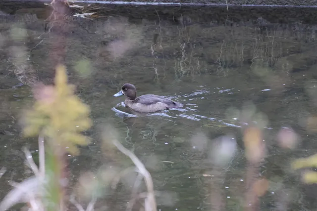 Species Image