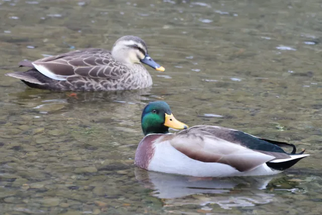Species Image