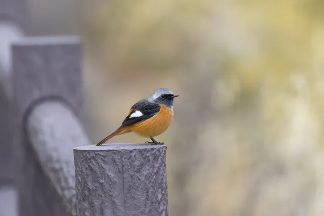 Species Image
