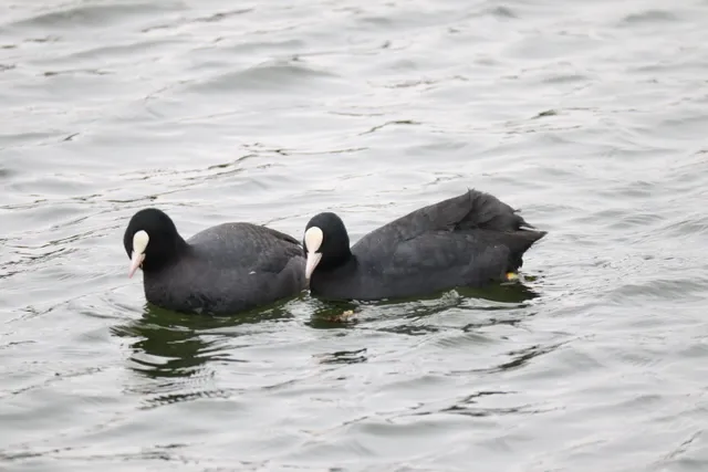 Species Image