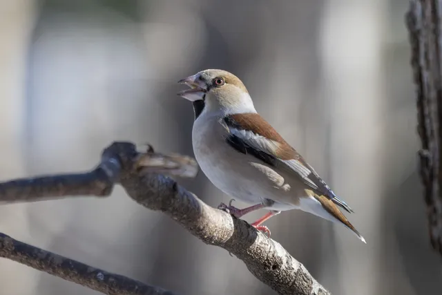 Species Image