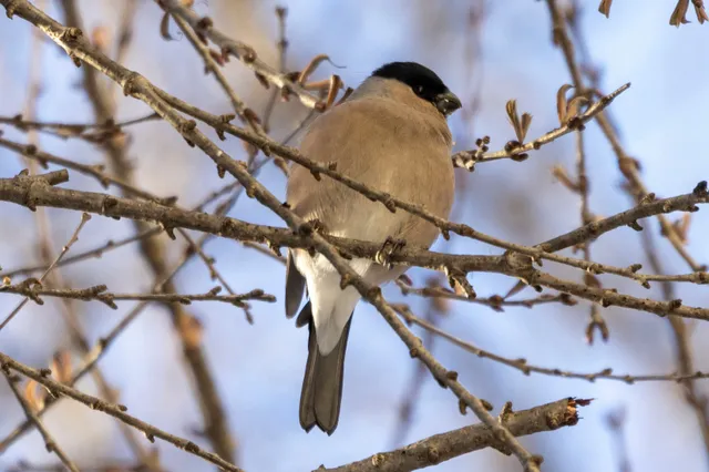 Species Image