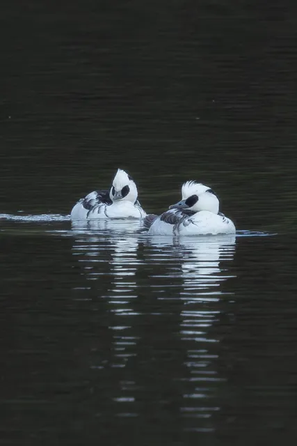 Species Image