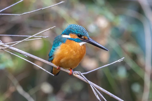 Species Image