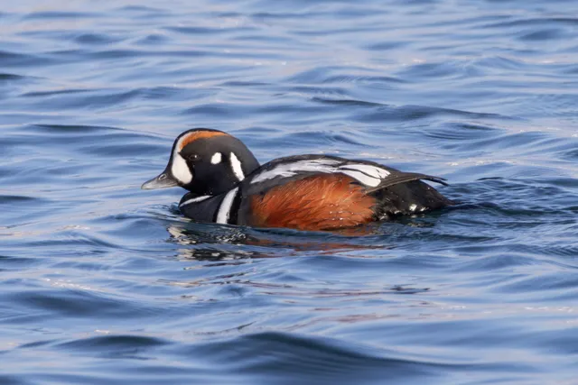 Species Image