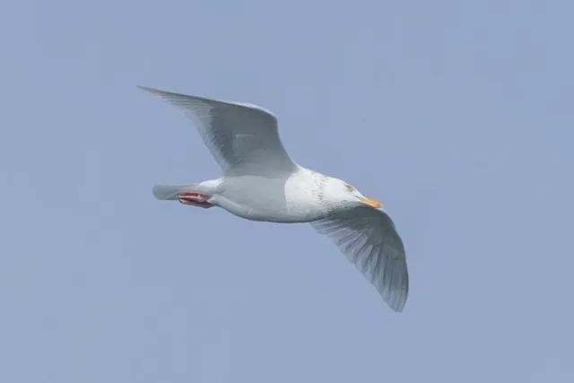 Species Image