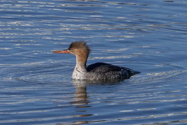 Species Image