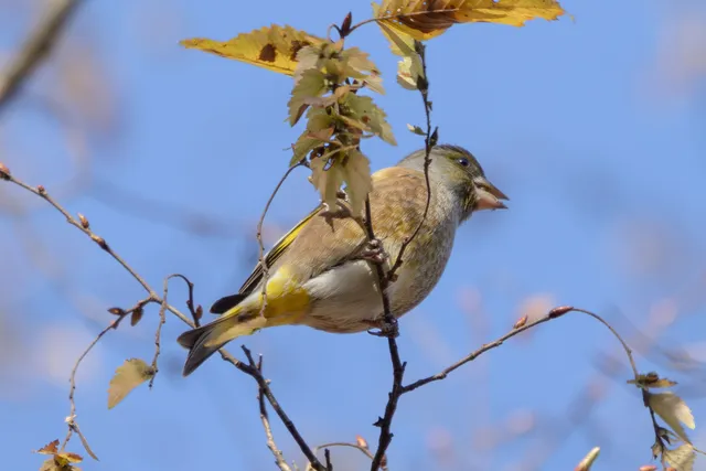 Species Image