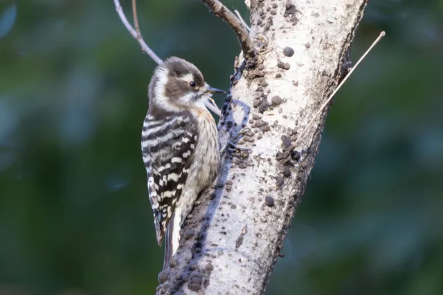 Species Image