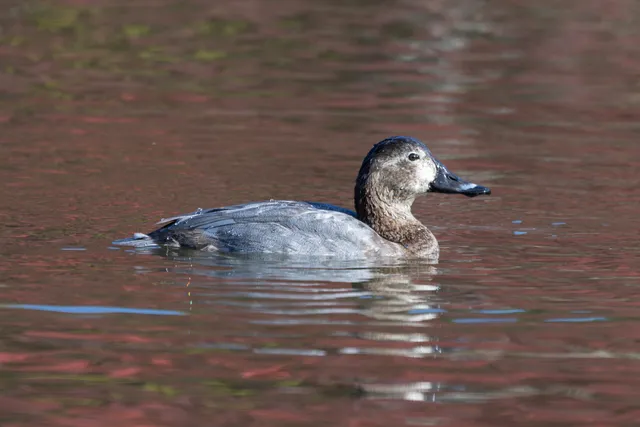Species Image