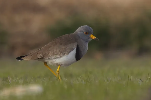 Species Image