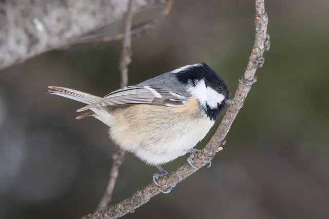 Species Image