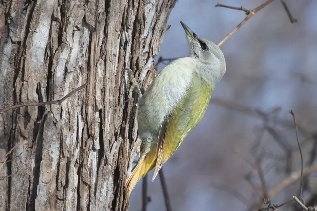 Species Image