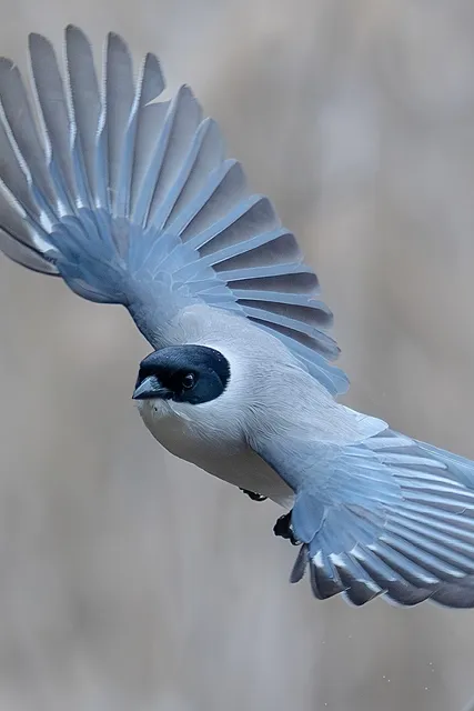 Species Image