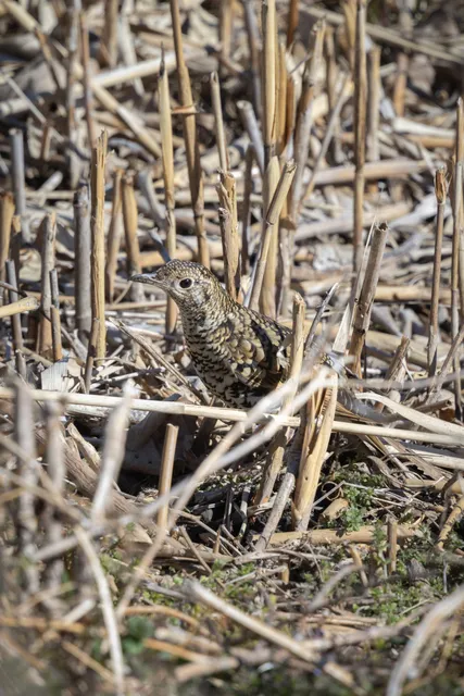 Species Image