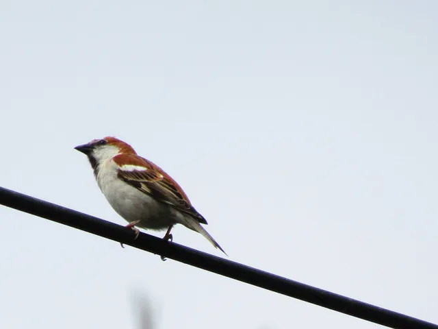 Species Image