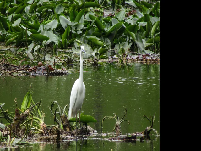 Species Image