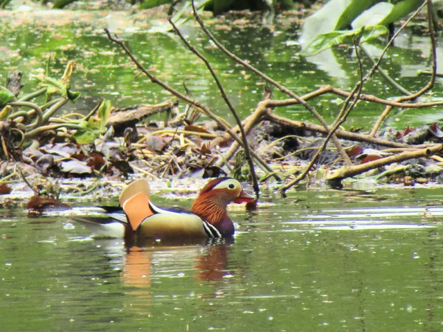 Species Image