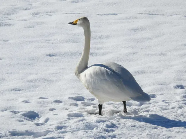 Species Image