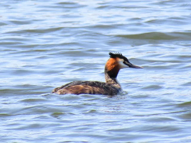 Species Image