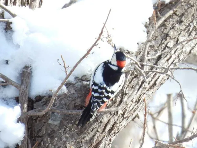 Species Image