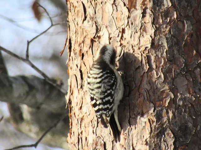 Species Image