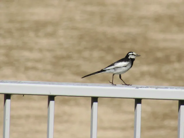 Species Image