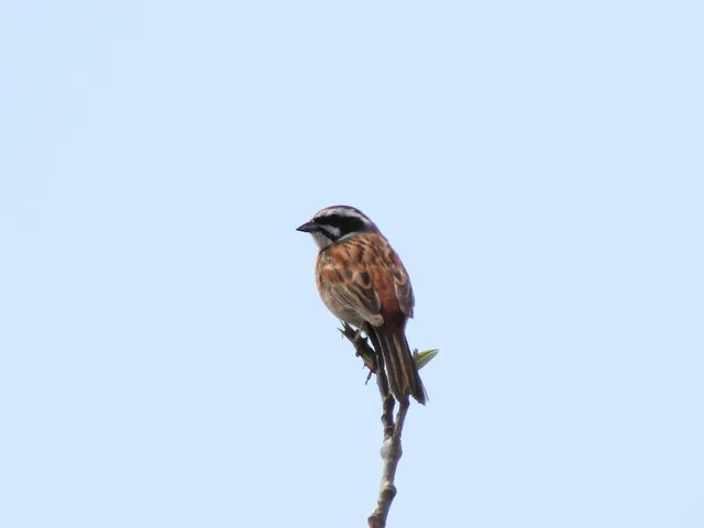 Species Image