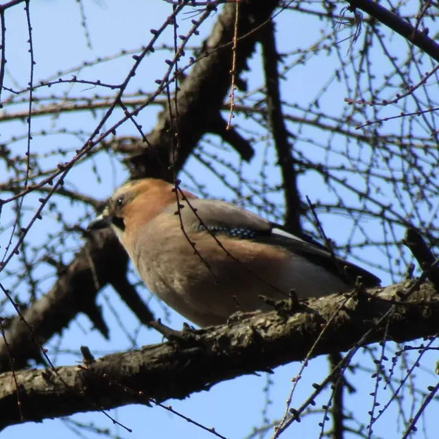 Species Image
